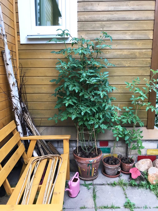 IMG_9910 (1) копия