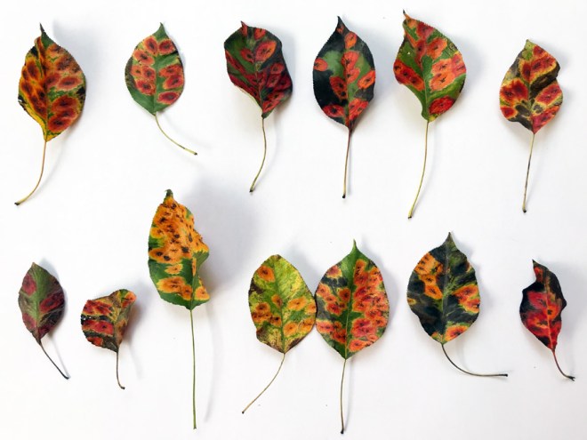 IMG_3321 (1) копия