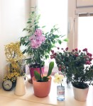 IMG_7382_2 копия