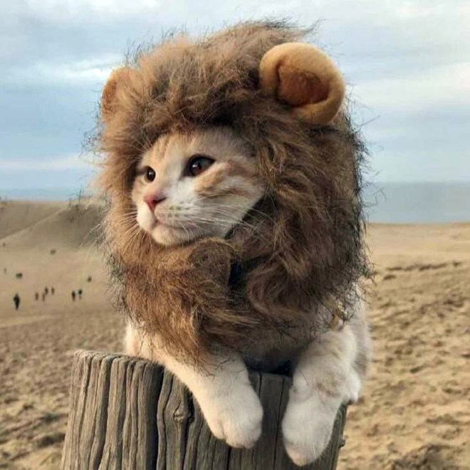 Lions_Mane_for_Cats_720x копия