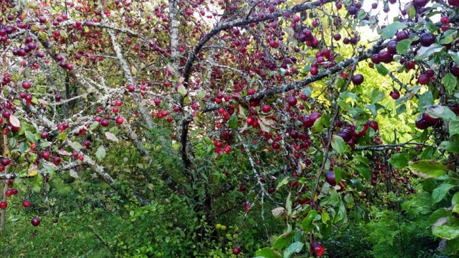 ce276aca-cc0f-4a45-ab03-b51d90e95bbd копия