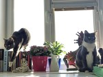 IMG_1294 копия